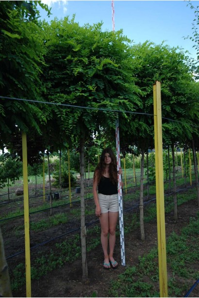 Акація Умбракуліфера - ком/вис.300-350см/Ø130-150см/ШТАМБ 200-220см/обхват 12-14см